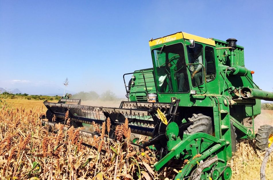 Inició la trilla de sorgo, producirán 140 toneladas