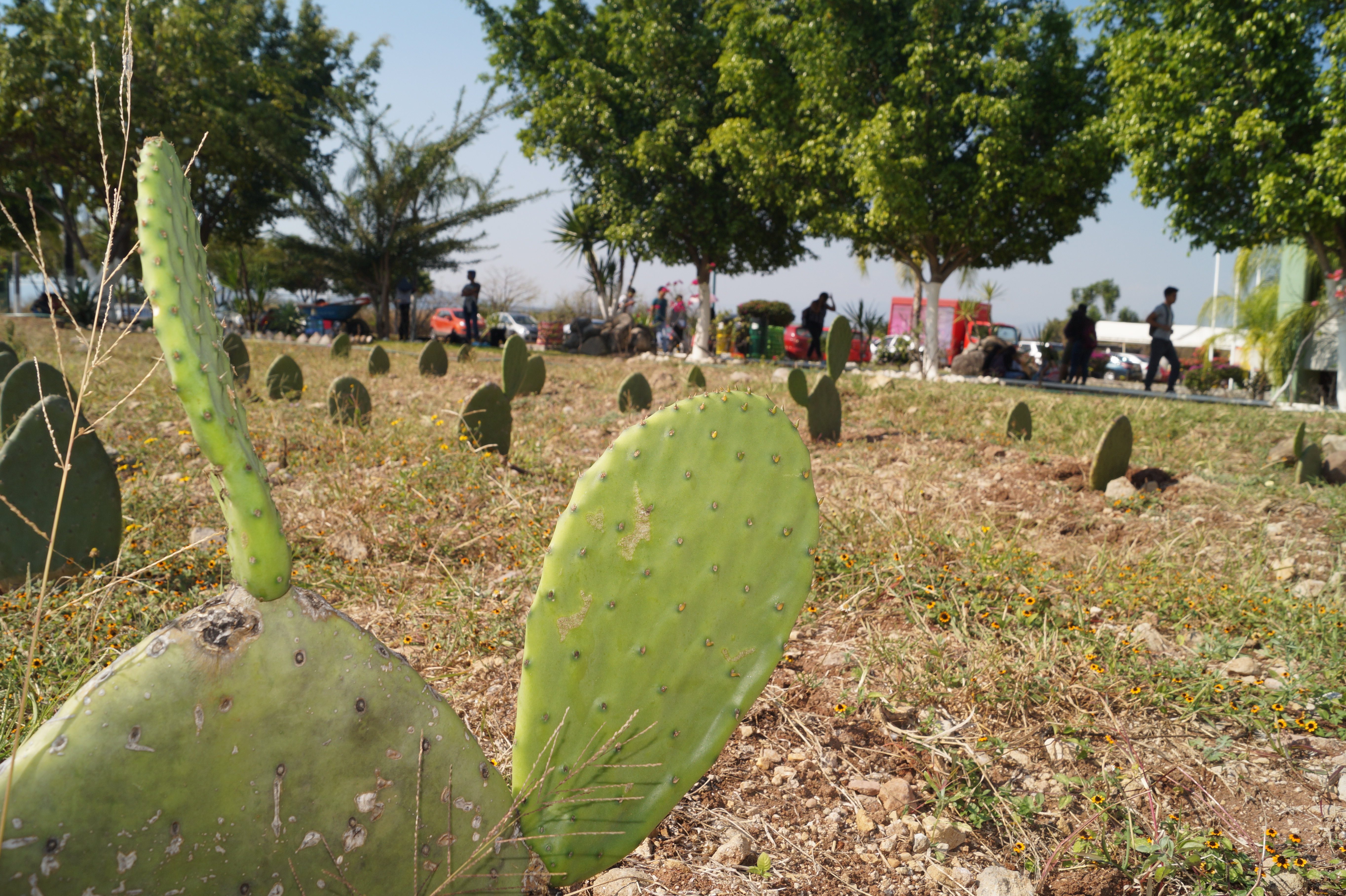 Impulsan mejoramiento en la producción de nopal en la UTSEM