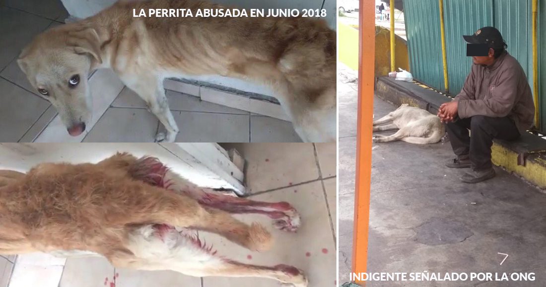 ONG rescata perrita violada por un indigente