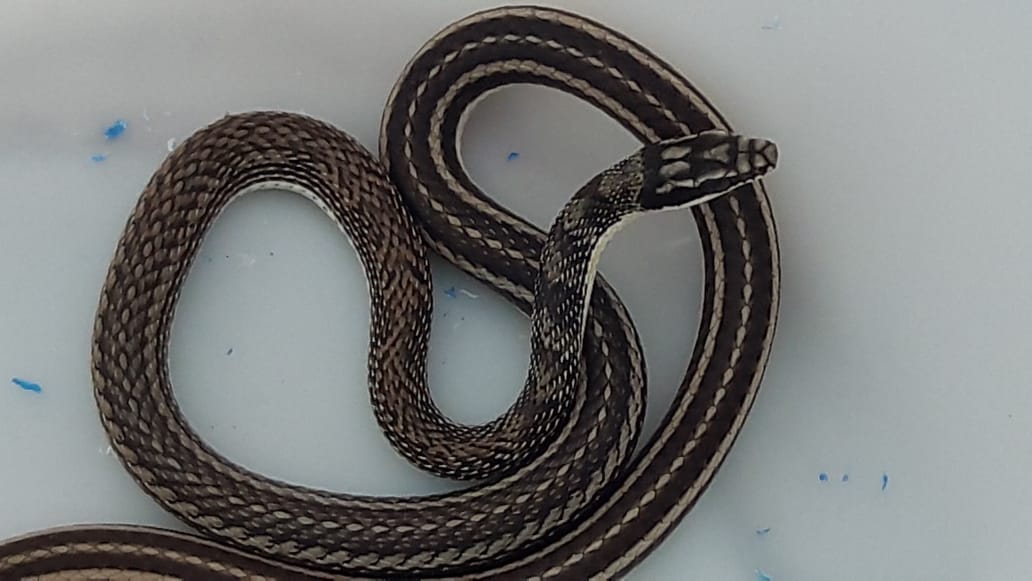 Serpiente invadió un automóvil en Cuernavaca