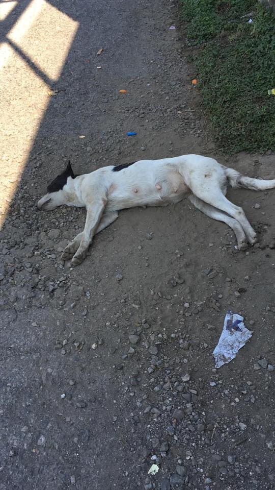 Autoridades sin pronunciarse por masacre de perros en Ocotepec