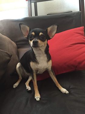 Se pierde perrito y uno muere por pirotecnia guadalupana