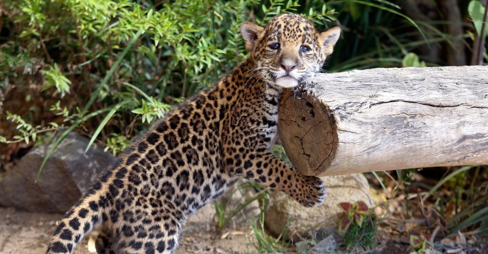 En riesgo, la mitad de la población de jaguares si el Tren Maya no cumple ley ambiental