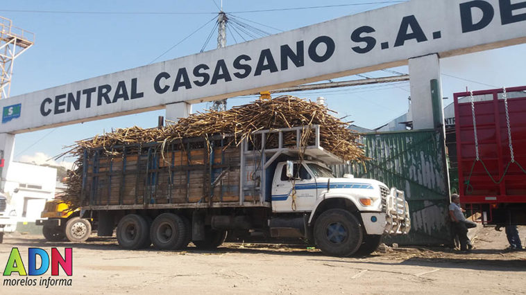 Productores de caña