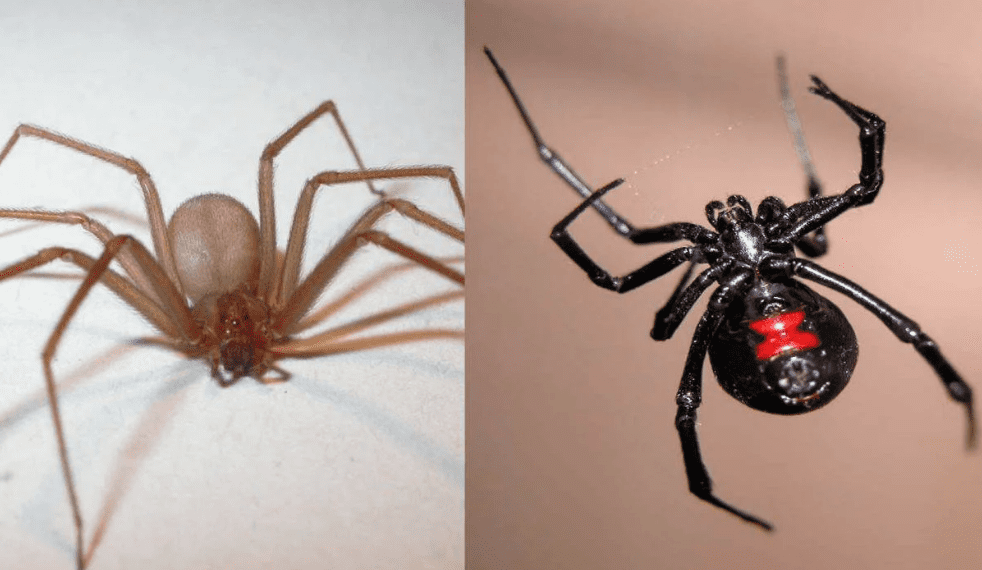 Alertan por presencia de araña violinista y viuda negra con las bajas temperaturas