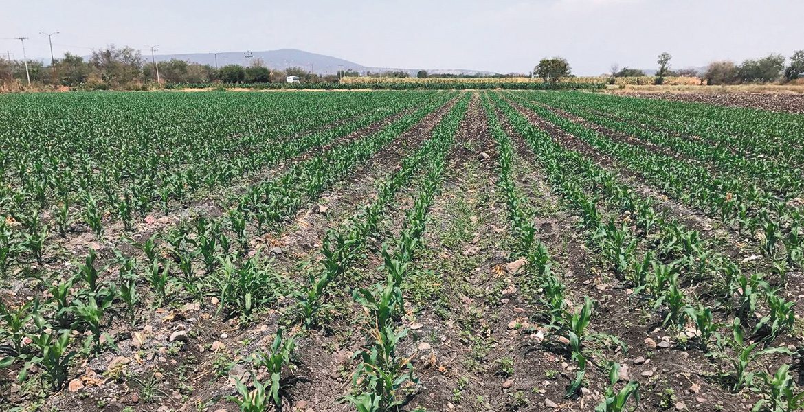 Aplicarán casi 2 millones de pesos de seguro catastrófico en el campo