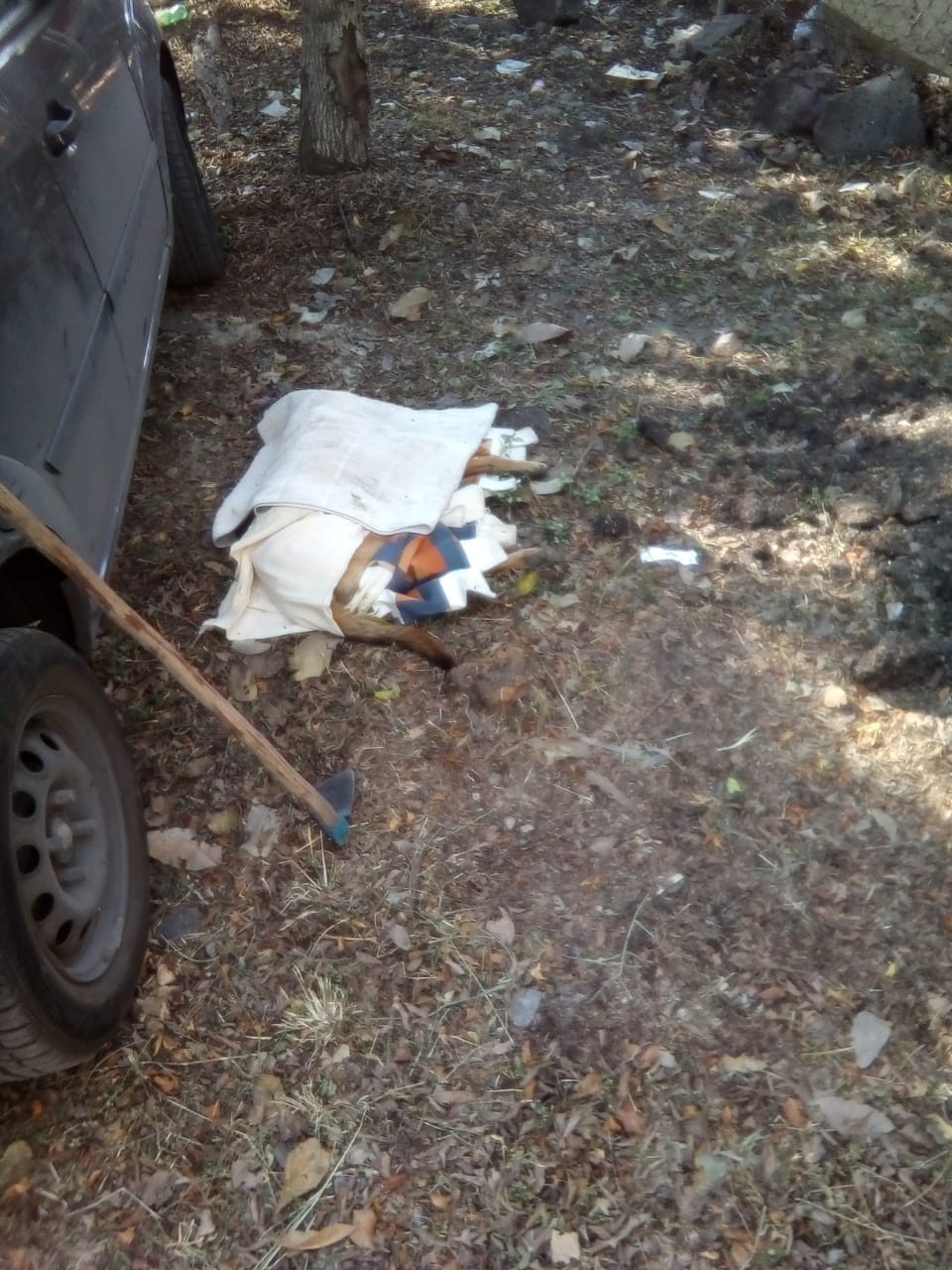 Mujer envenenó a perro en colonia Ciudad Chapultepec