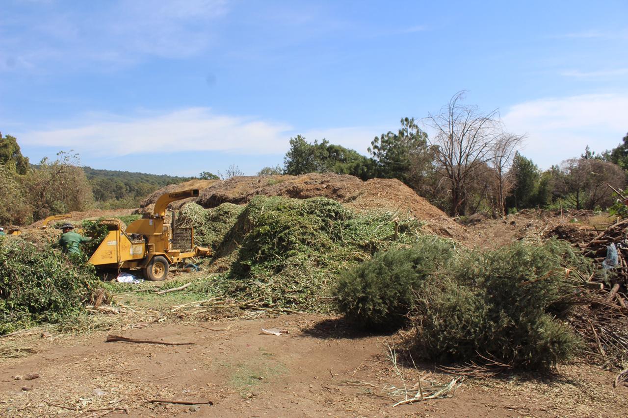 Recicla tu árbol de Navidad, puedes depositarlo aquí