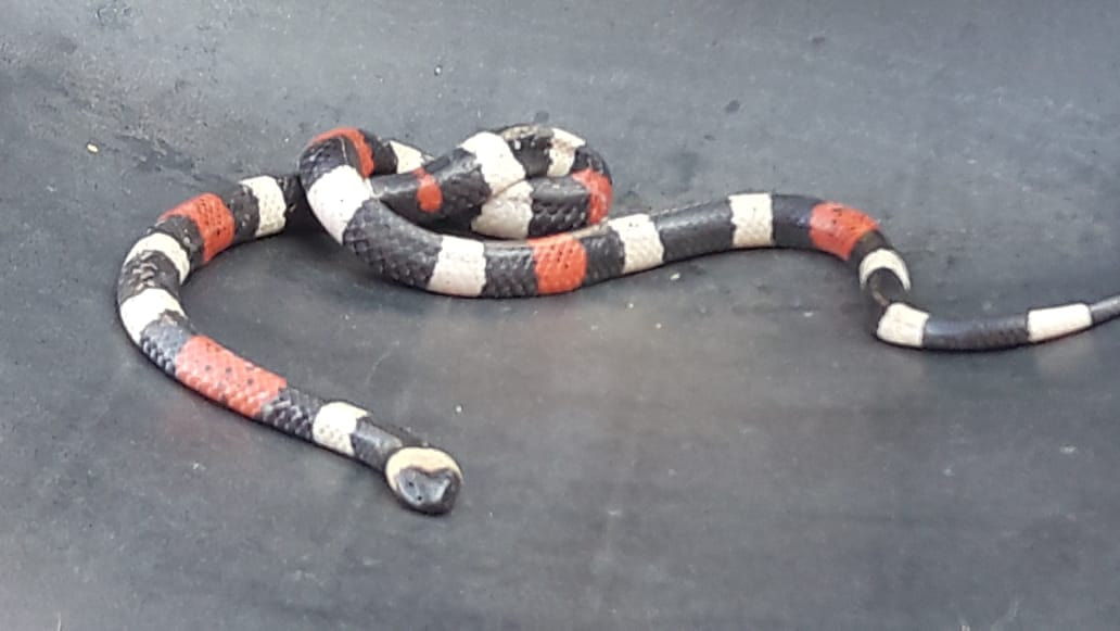 Encuentran serpiente y más reptiles en Cuernavaca