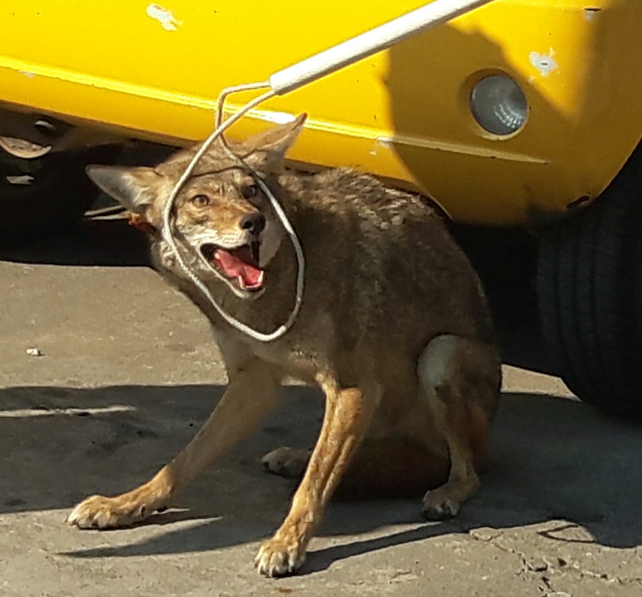 Capturan a Coyote en Cuernavaca