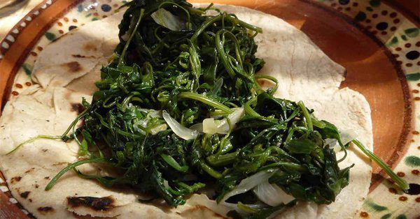 Comer quelites curará tu gastritis: UNAM