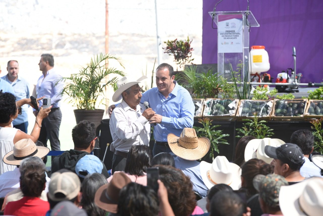 Venderán aguacate morelense sin intermediarios