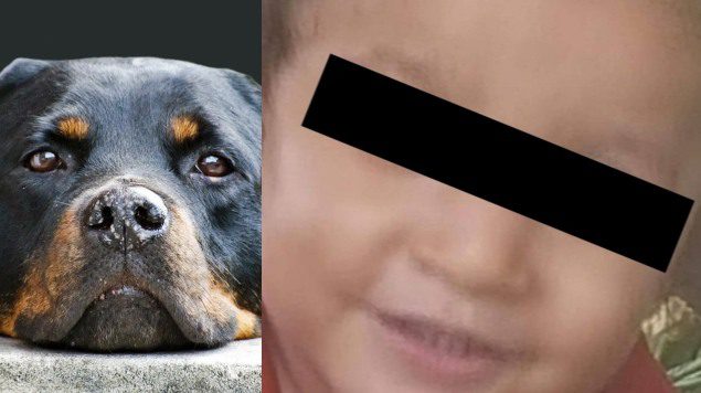 Perros rottweiler asesinan a niño de dos años, abuelos no logran salvarlo
