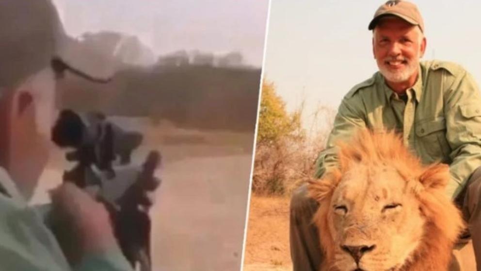 Video: Cazador asesina cruelmente a león dormido