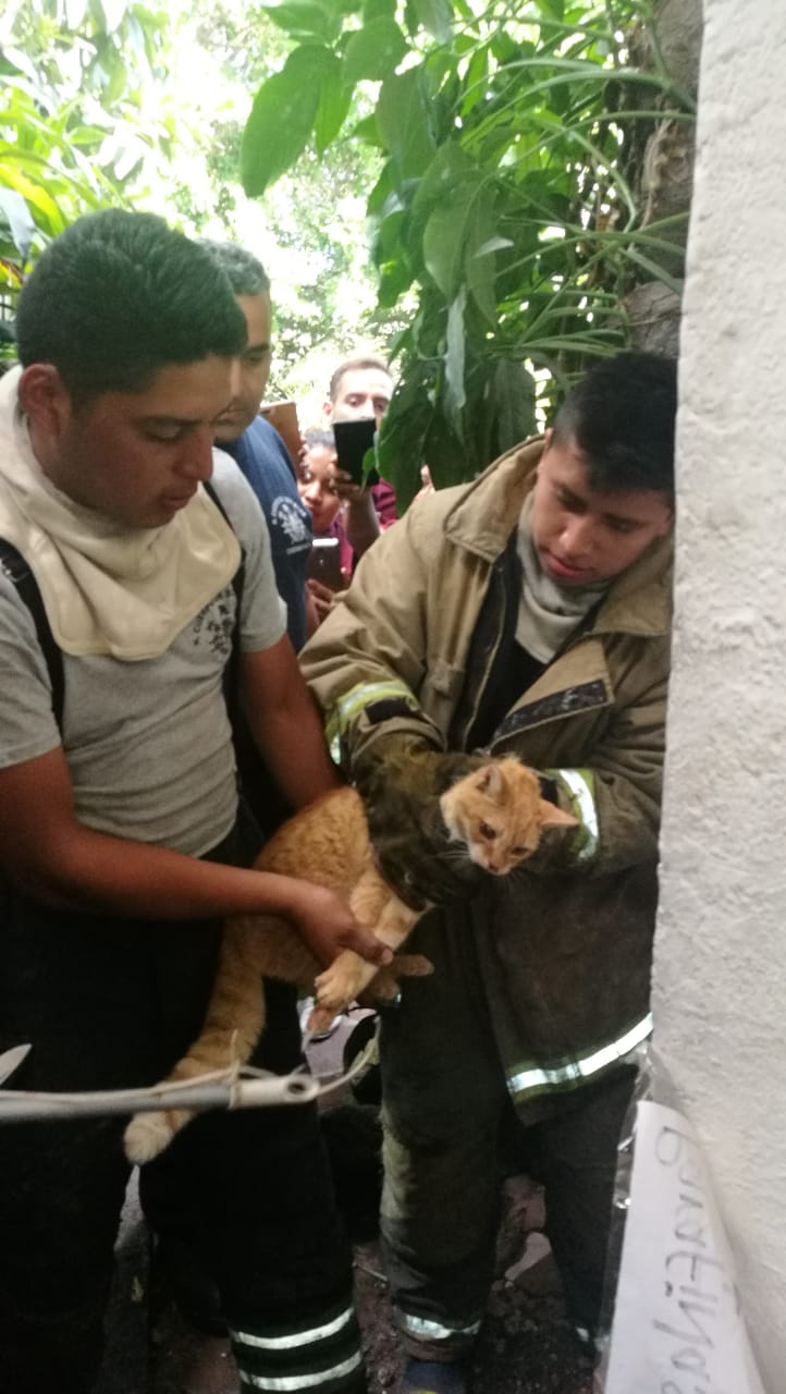 Bomberos rescatan a GATITO en Cuernavaca