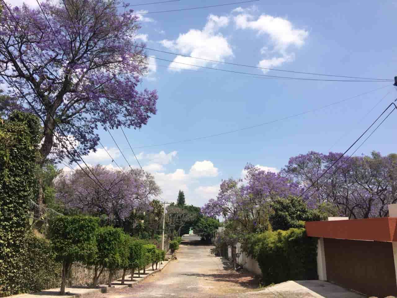 Hoy a las 15:58 minutos es el equinoccio de PRIMAVERA en México