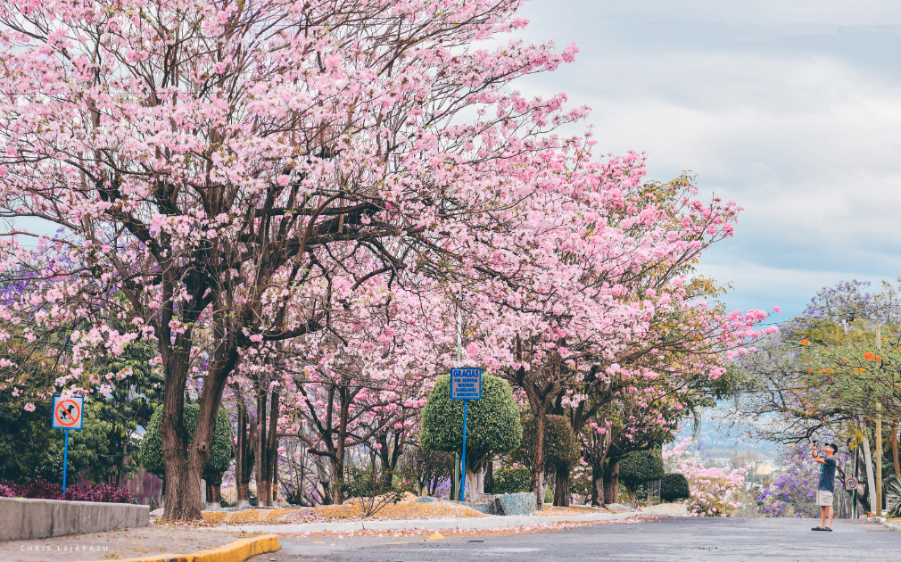 Cómo se llaman los ÁRBOLES que adornan Cuernavaca? - Infórmate y más Cómo se llaman los ÁRBOLES que adornan Cuernavaca? - Infórmate y más