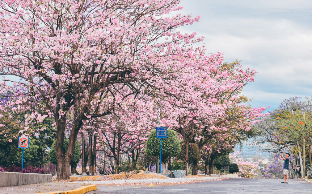 Cómo se llaman los ÁRBOLES que adornan Cuernavaca? - Infórmate y más