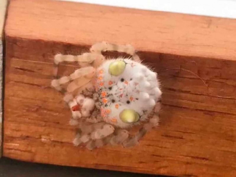 Descubren aterradora araña con forma de ‘sushi’