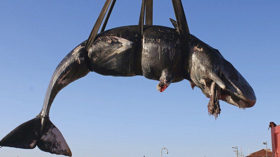 Encuentran a ballena embarazada con 22 kilos de plástico en estómago