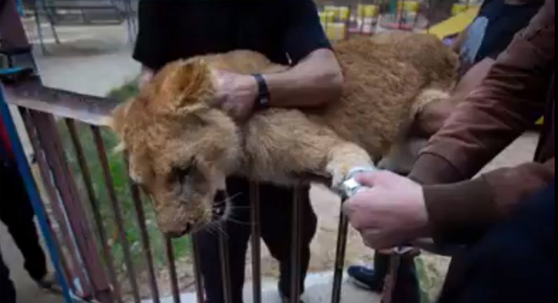 A leona de zoológico le amputan las garras para que juegue con niños