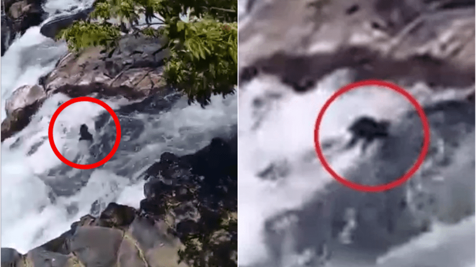 #VIDEO Sujeto tira a dos perritos a río y mueren ahogados