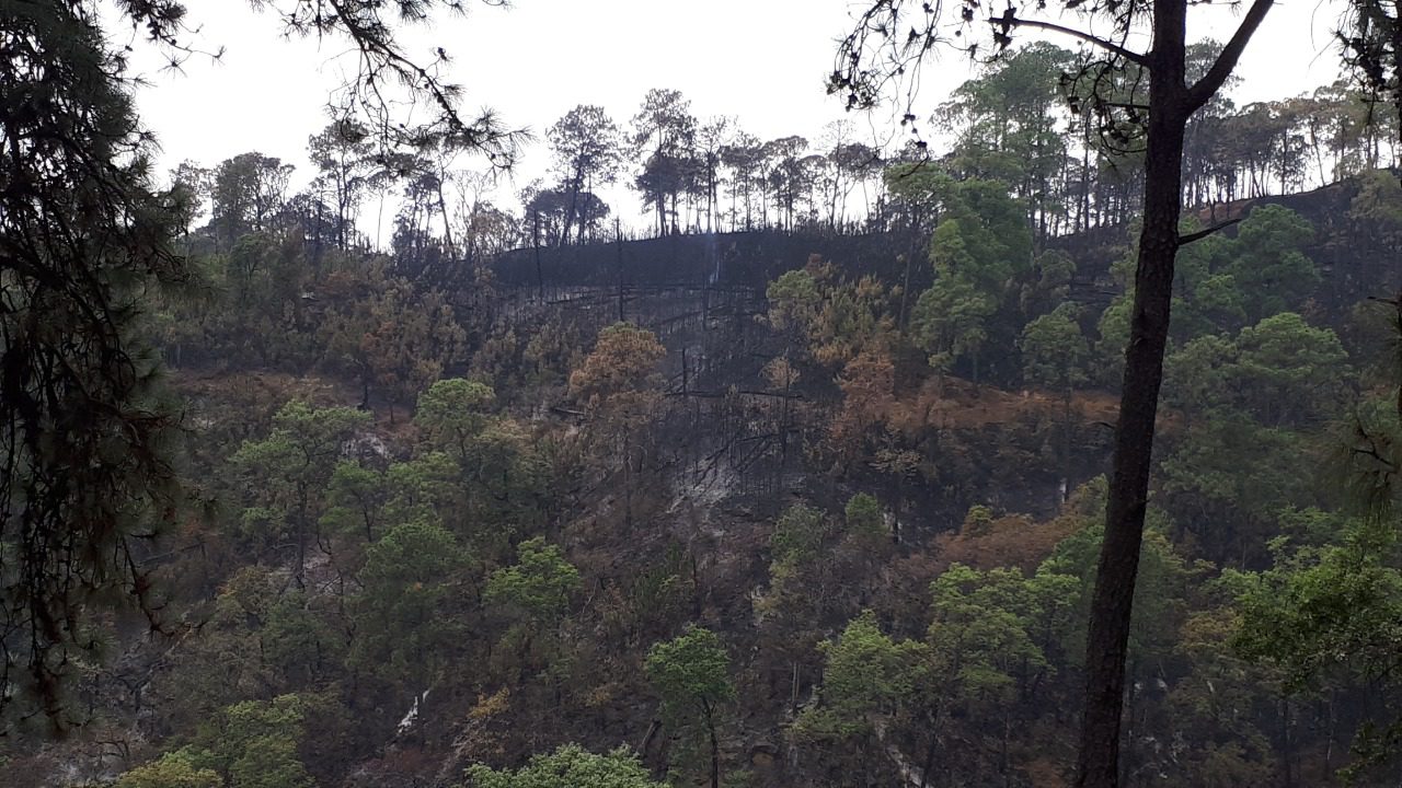 Liquidan incendio en Loma Tenango, 46 hectáreas afectadas