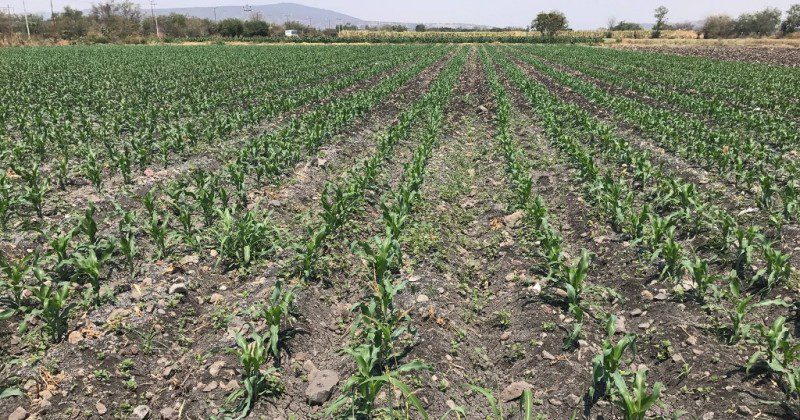 Alistan entrega de semillas y fertilizante para el campo de Morelos