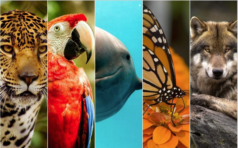 Más de 1 millón de especies en peligro de extinción