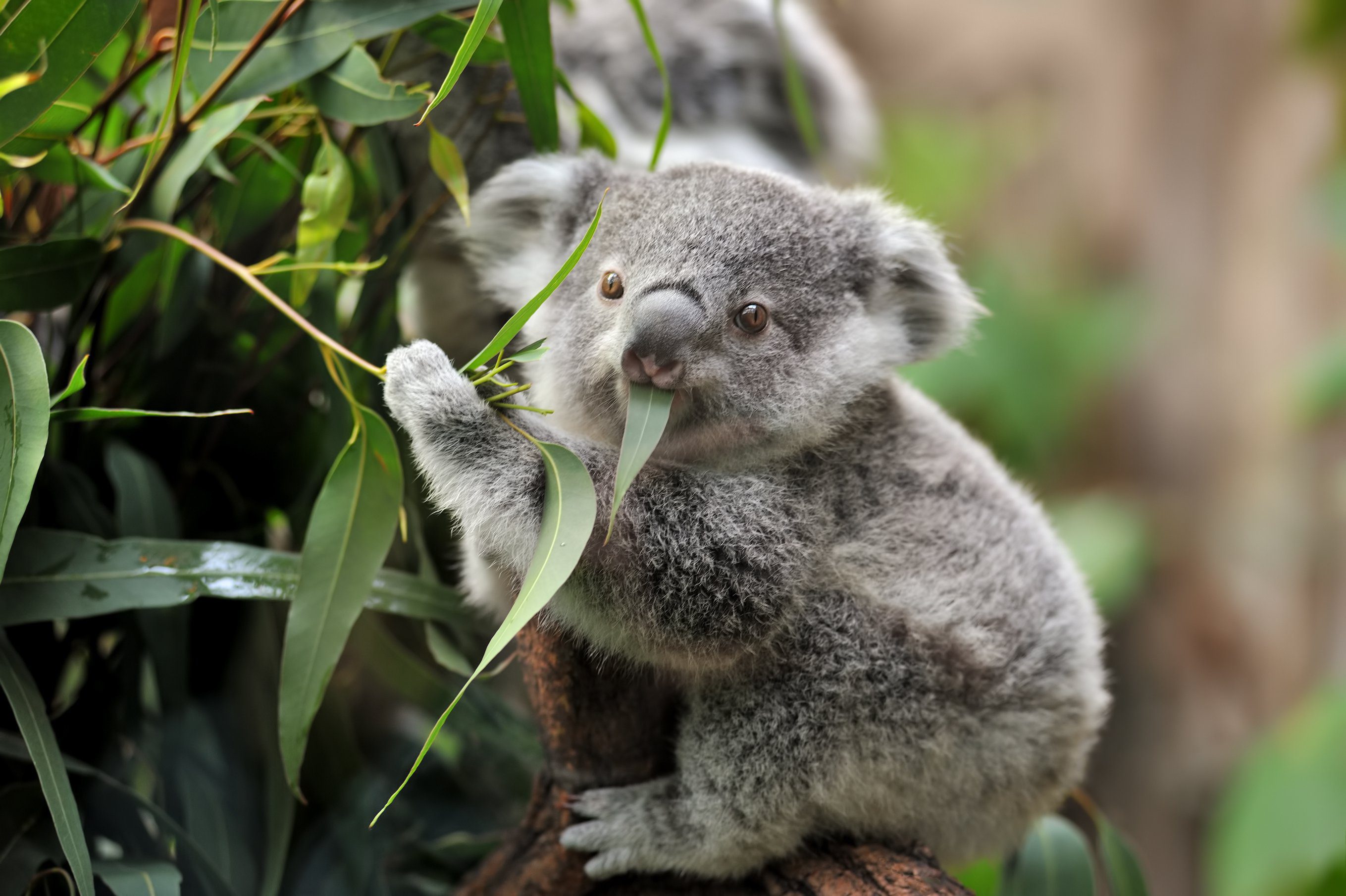 Declaran extinción funcional a los Koalas en Australia