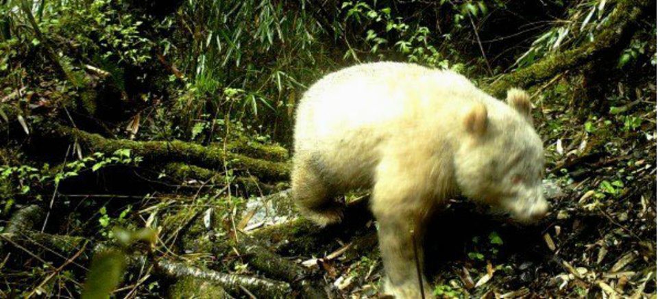 Captan a primer PANDA ALBINO en China