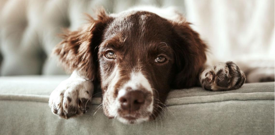 Hallan enfermedad de perros que se transmite a humanos