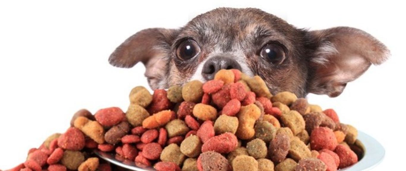 Invitan a DONAR CROQUETAS para perros de la calle en Cuautla