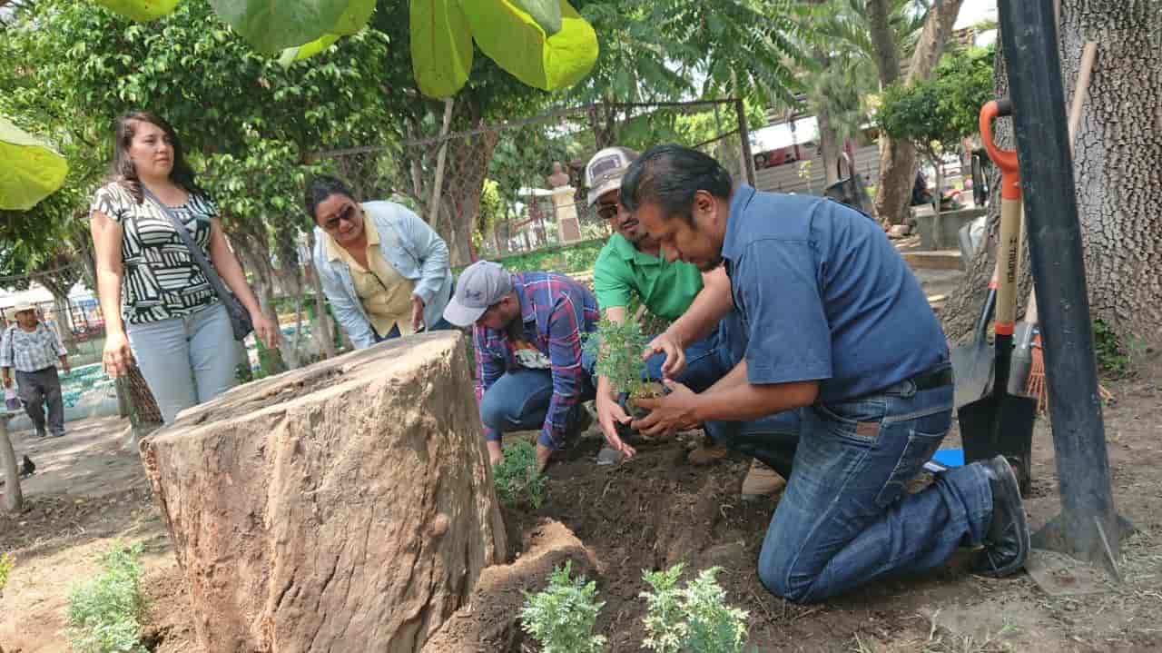 Instalan Jardín de Plantas Medicinales en parque de Cuautla