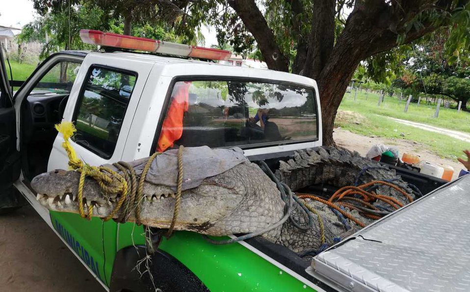 Atrapan a cocodrilo que mató a una persona en Oaxaca