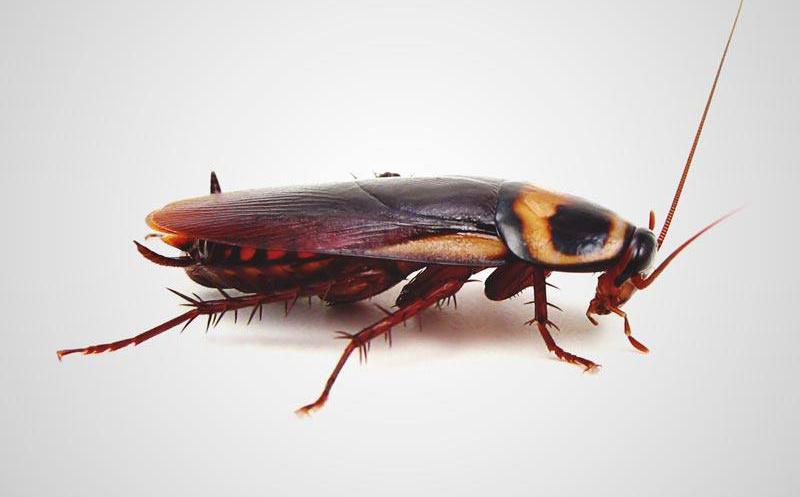 Pronto no podrás eliminar cucarachas, se han vuelto más resistentes a insecticidas