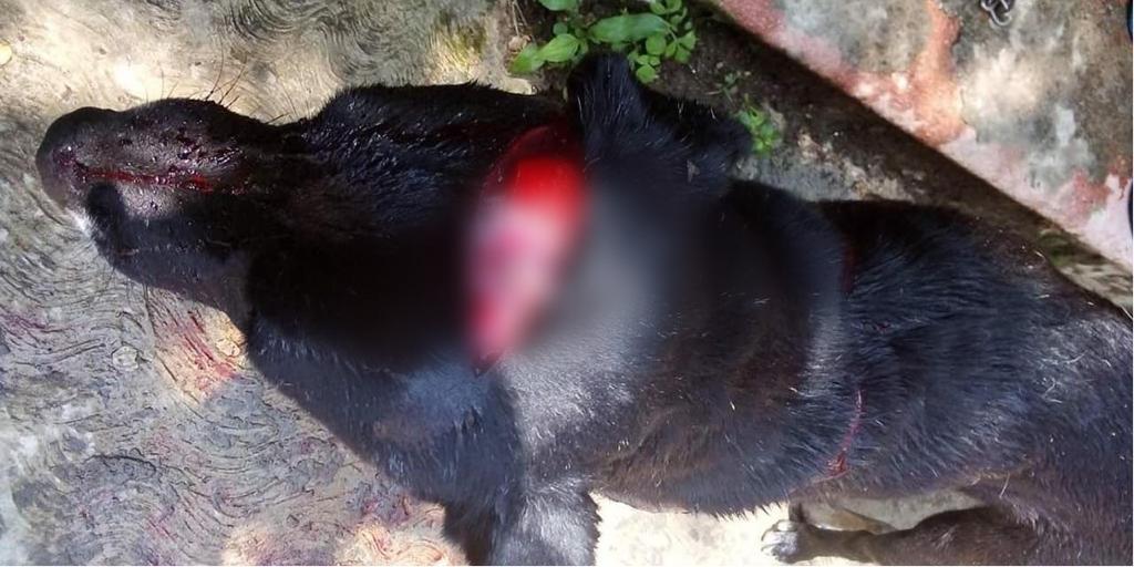 Denuncian a vecina que ‘macheteo’ a perro en Cuernavaca