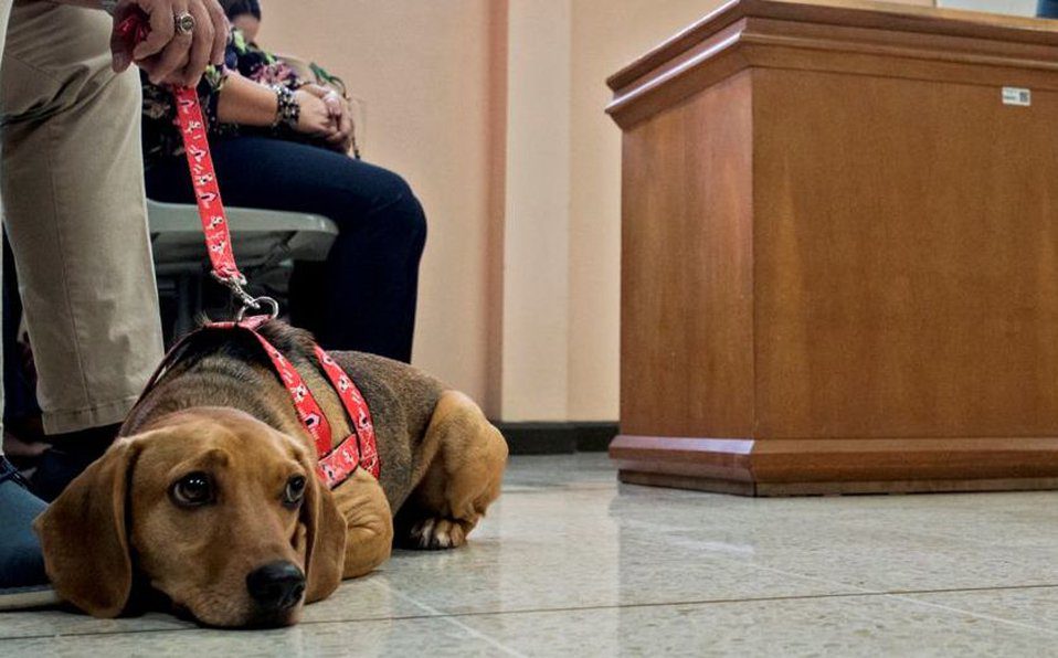 Perro asiste a juicio por maltrato animal, es primero en asistir como víctima