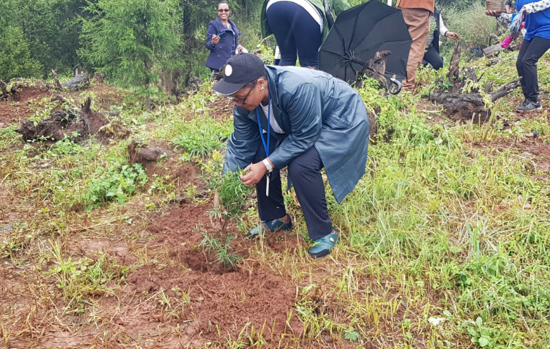 Etiopía planta más de 350 millones de árboles en un día