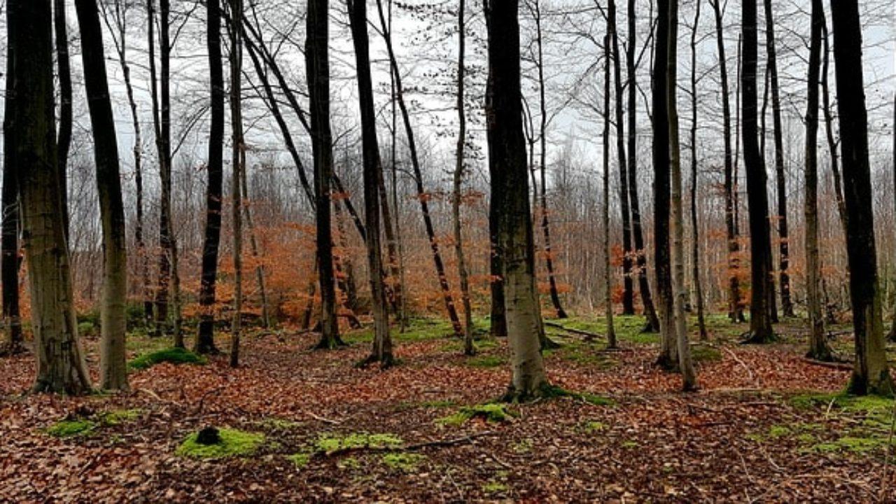 Detienen a 6 adultos mayores por tener relaciones sexuales en un bosque