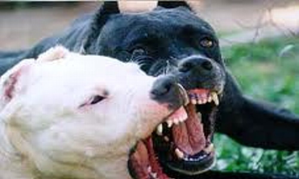 Perros pitbull asesinan a niña de 9 años