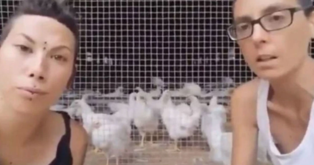 Veganos separan a gallinas de los gallos porque no quieren que las violen (VIDEO)