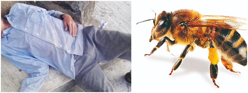 Enjambre de abejas atacan a hombre en Jiutepec
