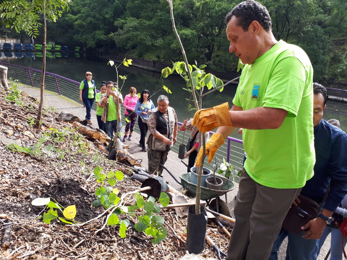 Reforestan Parque Chapultepec con árboles nativos