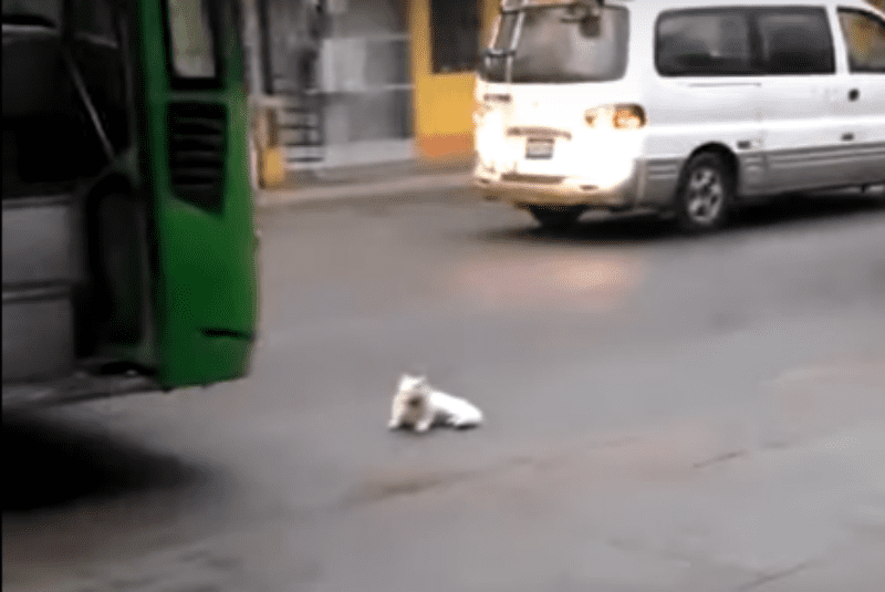 (VIDEO) Gatito intenta “suicidarse” con canción de Ricardo Arjona de fondo