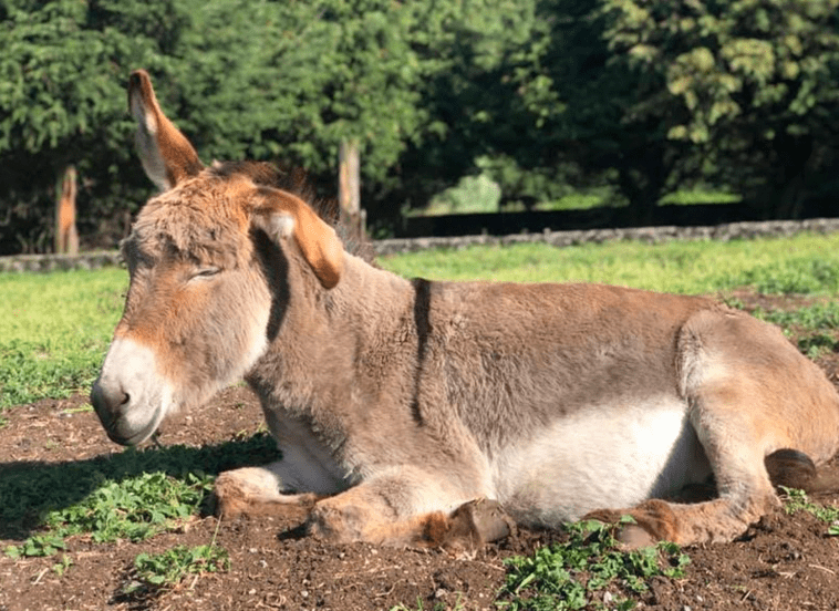 Veterinario de Xochimilco implora por AYUDA para localizar a Martina, su burrita