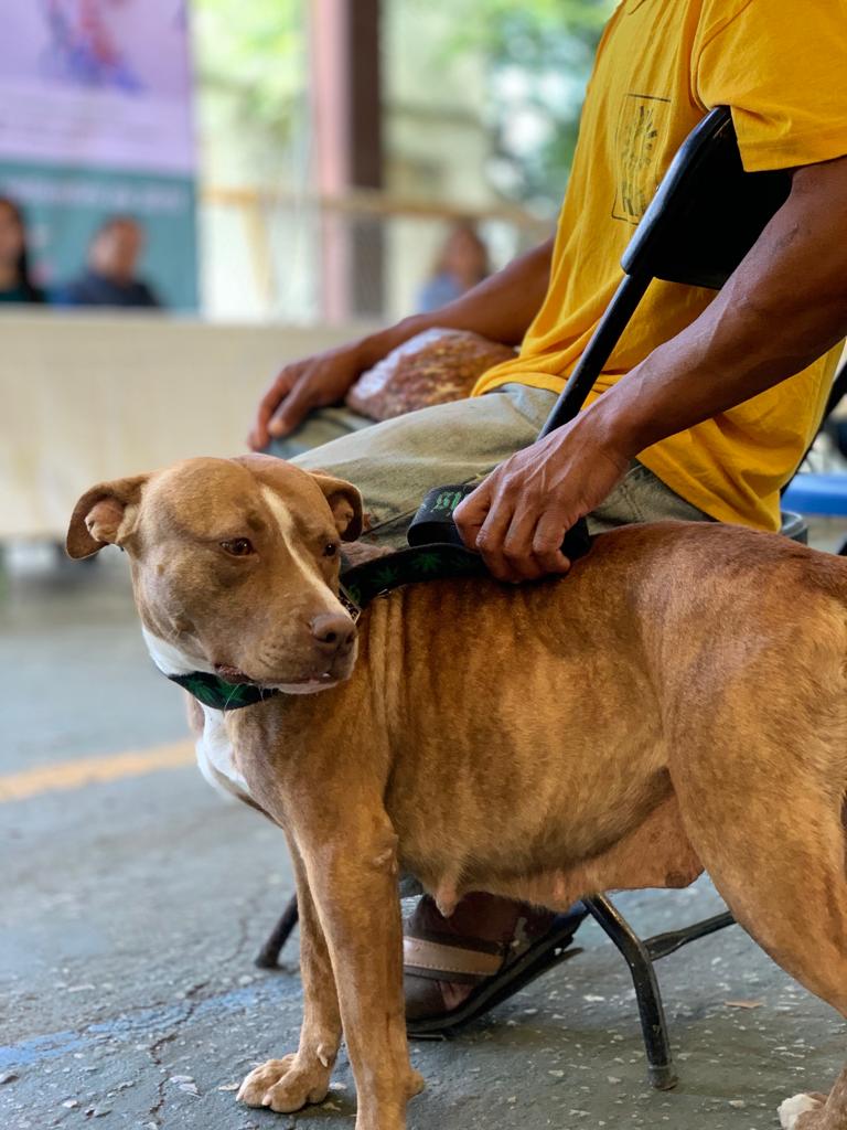 Inician campaña de vacunación antirrábica para perros y gatos en Cuautla