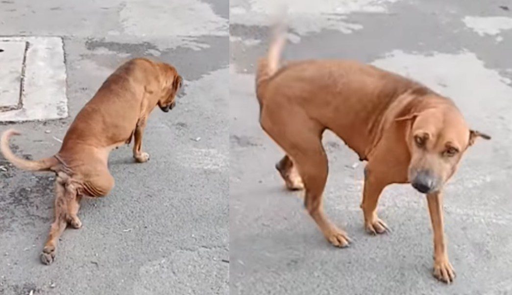 VIDEO Perrita finge estar herida y se vuelve viral en redes
