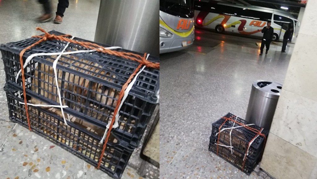 Hombre abandonó a su perrito en la estación porque no podía viajar con él