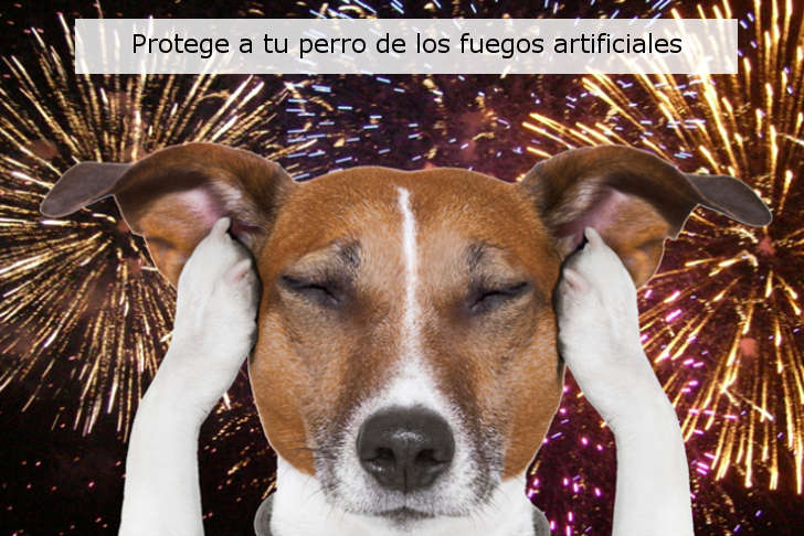 Consejos para cuidar a tus mascotas de la pirotecnia